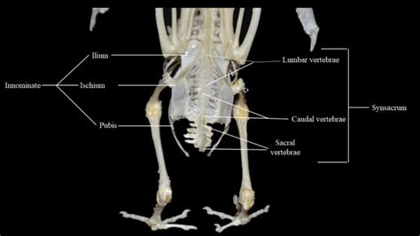 Pigeon skeleton | Atlas of Comparative Vertebrate Anatomy