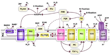 Reaction scheme of photosynthesis in cyanobacteria. The lumen processes ...