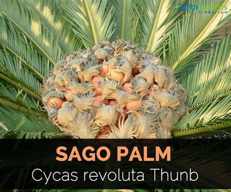 Sago Palm Facts and Health Benefits