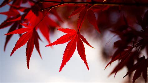 Red Maple Leaves Tree Branch Atumn Blur Background 4K HD Photography ...