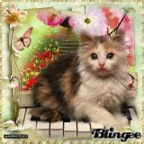 cute cat Pictures [p. 1 of 250] | Blingee.com