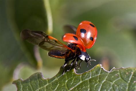 Here's how ladybugs can help devise cutting edge technology! - IBTimes India