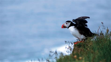 Puffins in Ireland, Puffins Cliffs of Moher Clare | Cliffs of Moher