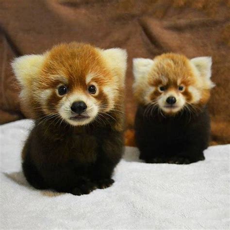 439 best Red Panda images on Pinterest | Adorable animals, Red pandas and Africa