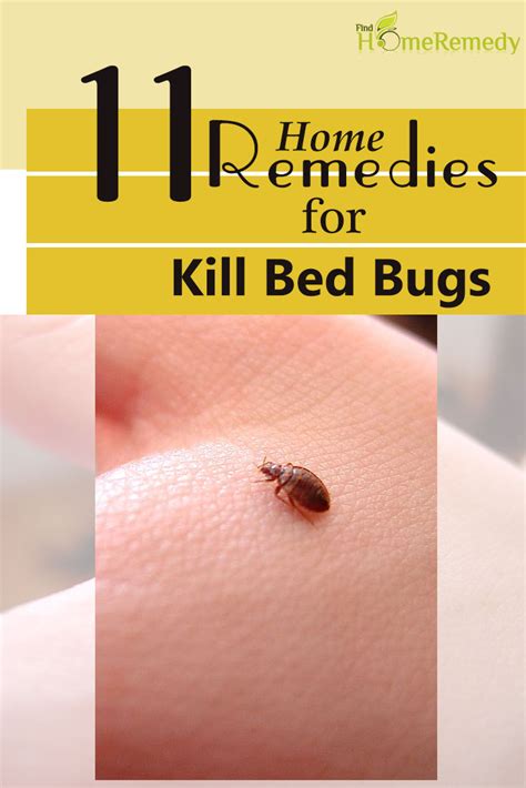 11 Home Remedies To Kill Bed Bugs - Natural Treatments & Cure For Bed Bugs | Find Home Remedy ...