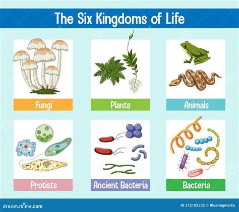 Science Poster of Six Kingdoms of Life Stock Vector - Illustration of fungi, life: 215183352