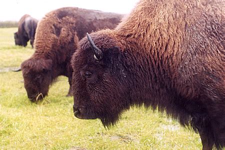 Plains Bison Species Profile, Alaska Department of Fish and Game