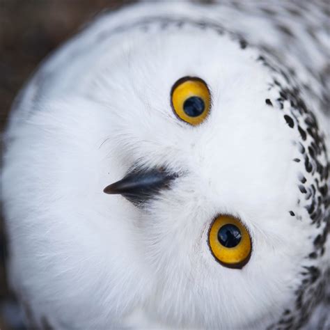 Snowy Owls Make One of Largest Observed Migrations to United States | Fun Animals Wiki, Videos ...