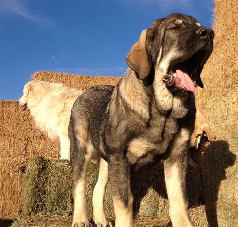 Argenta, Spanish Mastiff | Mastiff breeds, Spanish mastiff, Livestock guardian dog