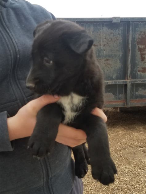 East European Shepherd Puppies For Sale | Ohio Drive, Jackson Township ...