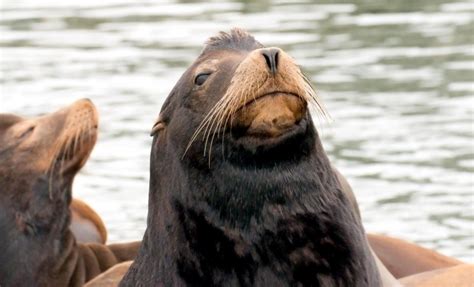 California Sea Lion – "OCEAN TREASURES" Memorial Library