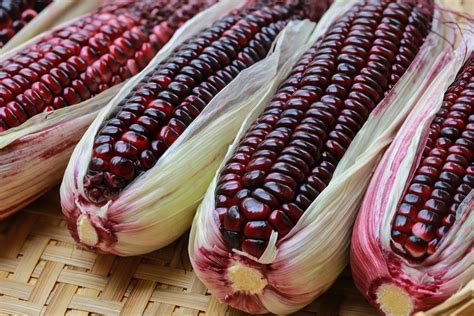 PURPLE CORN A SUPER FOOD | Rancho Natura