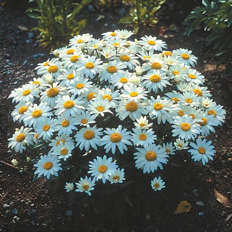 Shasta daisy | Best perennials, Perennials, Landscaping plants