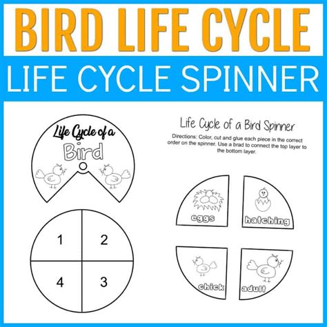 bird life cycle ks2