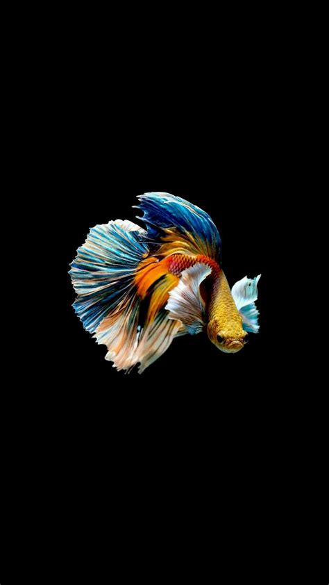 Live Fish Wallpaper Android (#2856891) - HD Wallpaper & Backgrounds ...