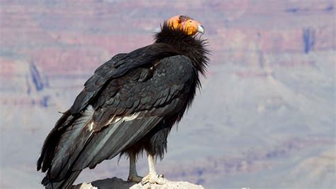 California condor release 2020 in northern Arizona is online