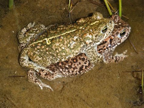 Species in Focus; Natterjack Toad | PONT