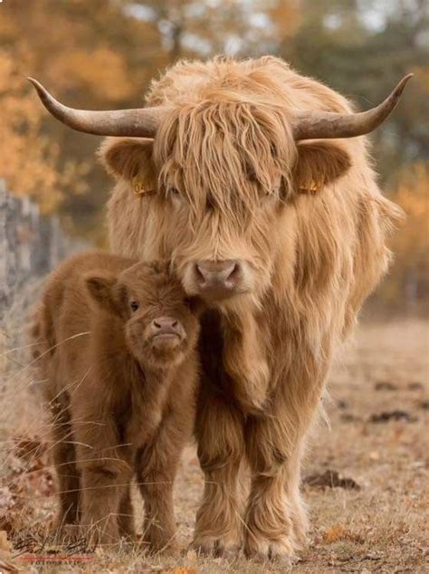 Blonde highland cow and her cute fluffy calf. So sweet. Baby Farm ...