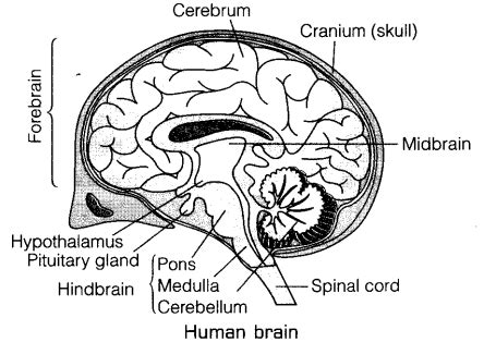 Draw a labelled diagram of human brain and write its any two functions.