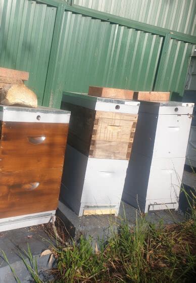 Beehive Honey Extraction Experience Sydney | Gifts | ClassBento