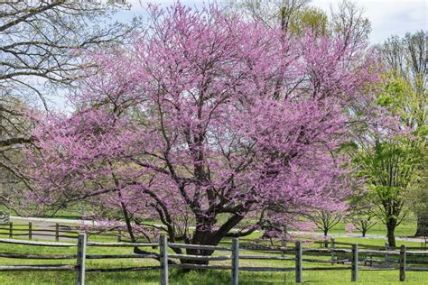 Cercis canadensis - Trees and Shrubs Online