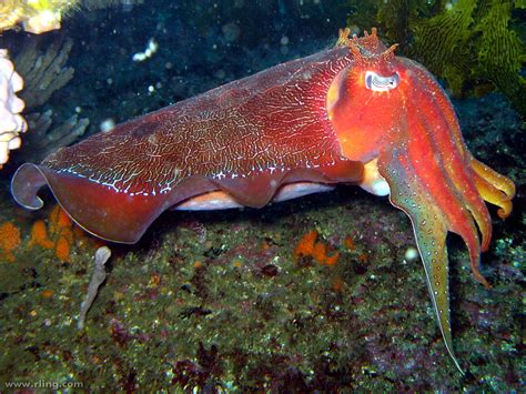 Australian Giant Cuttlefish | An Australian Giant Cuttlefish… | Flickr