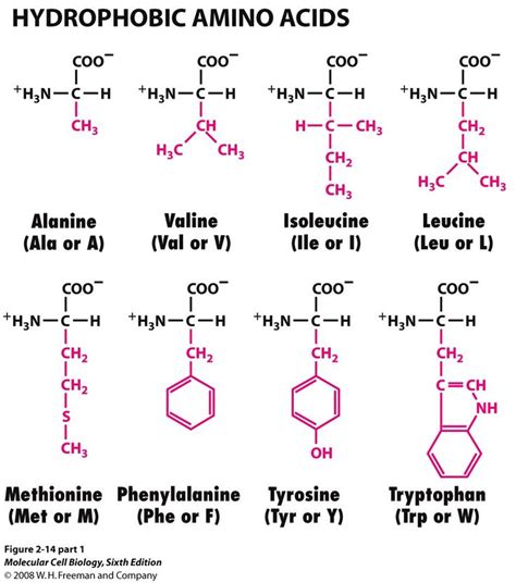 TJ. Hydrophobic Amino Acids. Amino acids are grouped according to what their side chains are ...