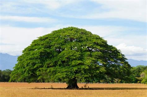 Árbol de Guanacaste | Wiki | Costa Rica Amino Amino