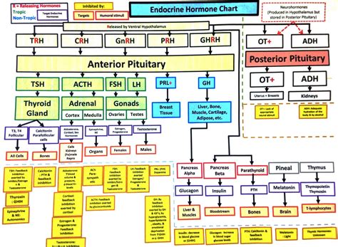 Hormones Chart For The Endocrine