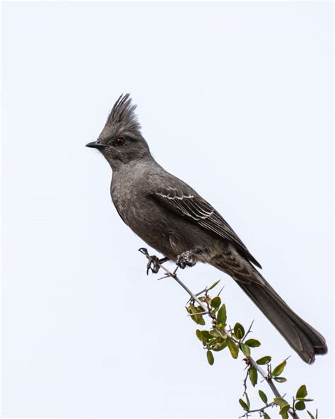 Classic Desert Birds – Foothills Clusters Wildlife