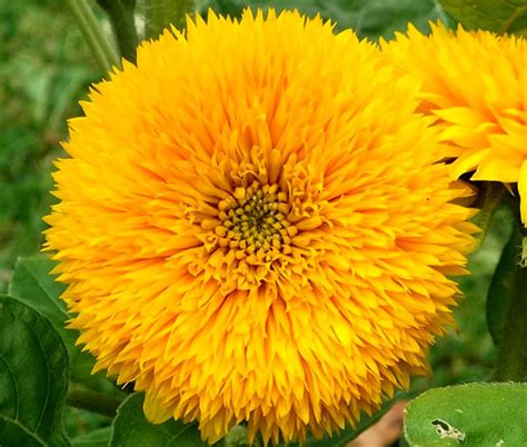 Sunflower Teddy Bear Dwarf Seeds - Helianthus Annuus