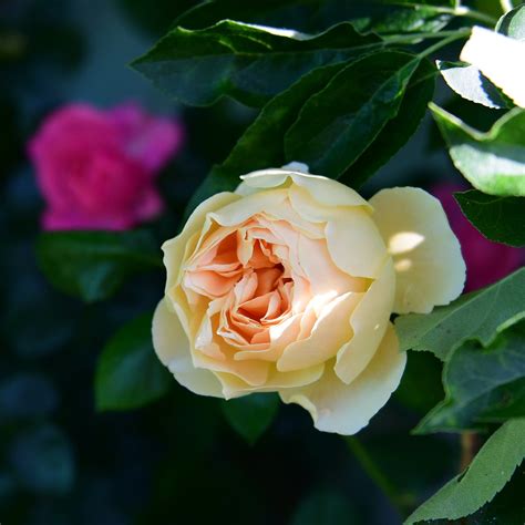 Tips On Growing David Austin Roses in CA. – Roger's Gardens