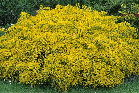 Yellow Flowering Shrub March : How To Plant Grow And Care For Shrubs Jackson S Nurseries / 'show ...