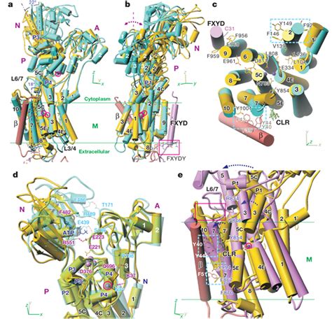 Superimposition of the crystal structure of Na+, K+-ATPase on that of ...