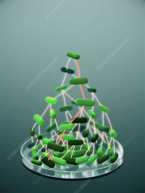 Bacterial replication, conceptual illustration - Stock Image - C051/0864 - Science Photo Library