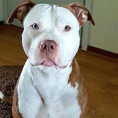 Pitbulls on Instagram: “🥶 - @tysonpitbullmix” | Pitbull terrier, Pitbulls, Bull terrier dog