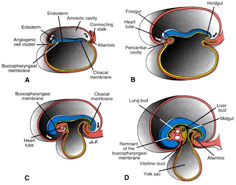 human biology - Fetal development, gastrulation and embryonic disc ...