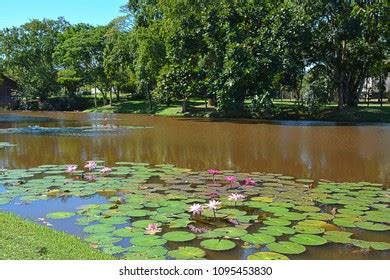 Aquatic Plants Plants That Have Adapted Stock Photo 1095453830 | Shutterstock