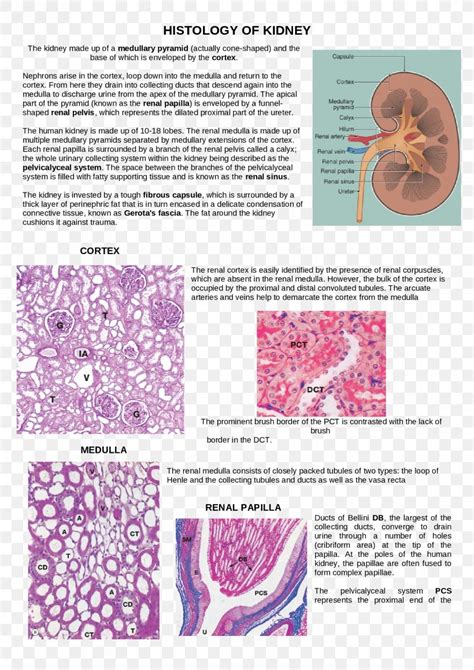 Loop Of Henle Organism Histology Art, PNG, 1653x2339px, Loop Of Henle ...