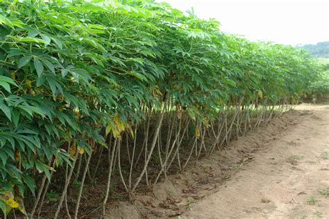 How to start cassava farming business in Nigeria - MakeMoney.ng