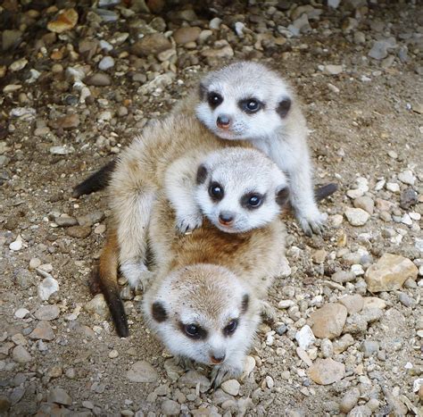 Meerkat Pups | 3 Meerkat pups at Hamerton zoo. | Abstrakt 777 | Flickr