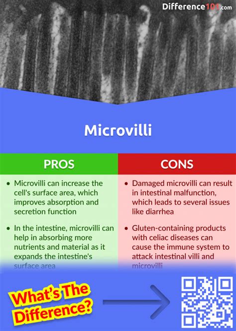 Cilia vs. Microvilli: 6 Key Differences, Pros & Cons, Similarities ...