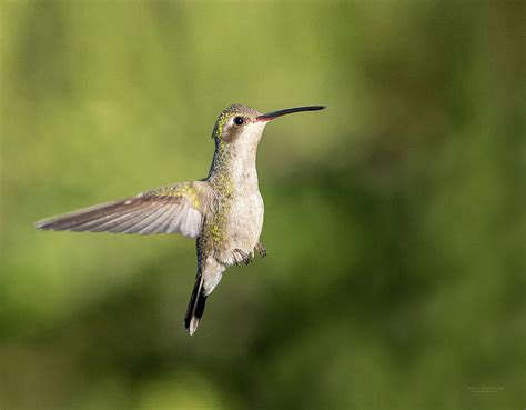 Female Broad-billed Hummingbird Photograph by Judi Dressler - Fine Art ...