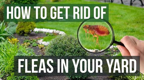 How to Get Rid of Fleas in the Yard? – The Housing Forum