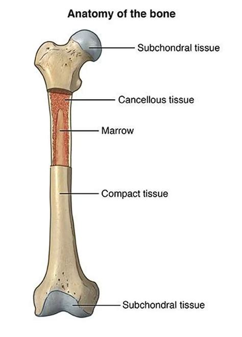 Pictures Of Bone