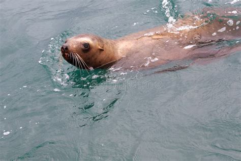 The Female Steller Sea Lion Swims in the Sea Stock Image - Image of ...