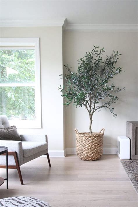 6 Stylish ideas to use the trending olive trees in your dreamy home ...