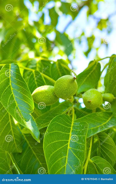 Walnut Tree Grow Waiting To Be Harvested Stock Image - Image of harvesting, crop: 97079345