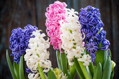 How to Grow Hyacinth | Different Types of Hyacinths - The Gardening Dad