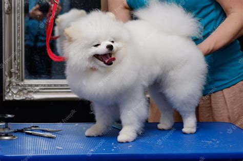 Premium Photo | A beautiful white pomeranian stands on the grooming ...